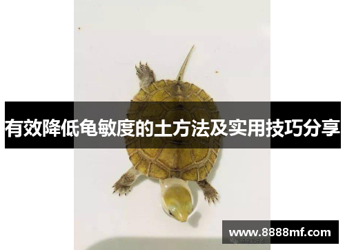 有效降低龟敏度的土方法及实用技巧分享